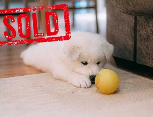 Yellow Puppy
