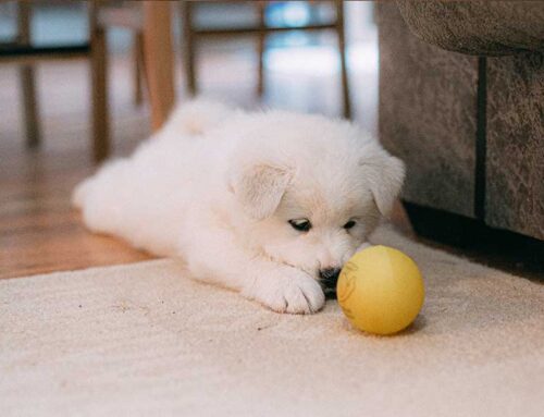 Blue Puppy