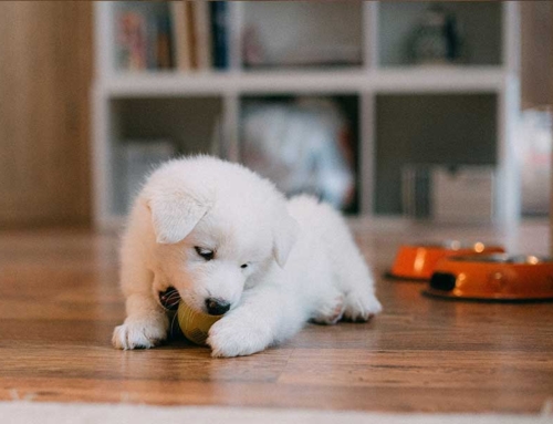 Pink Puppy
